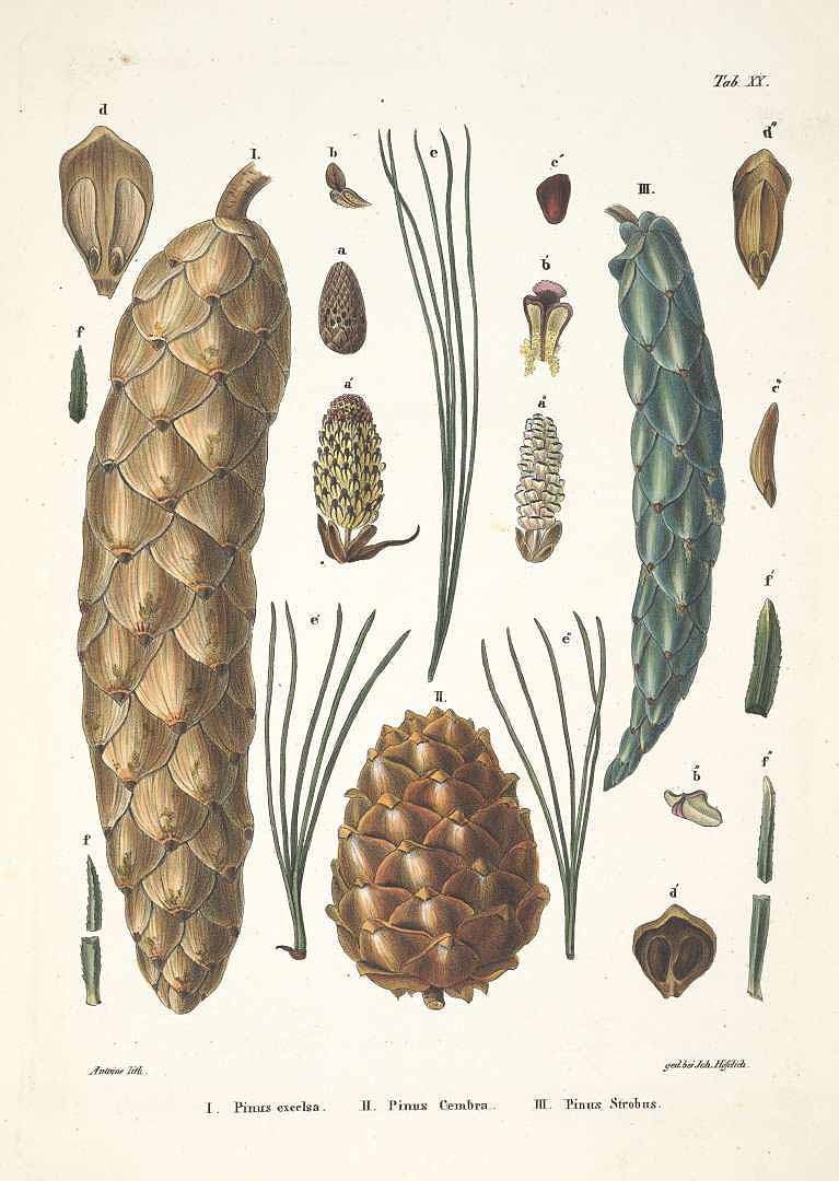 no HD illustration available (3)