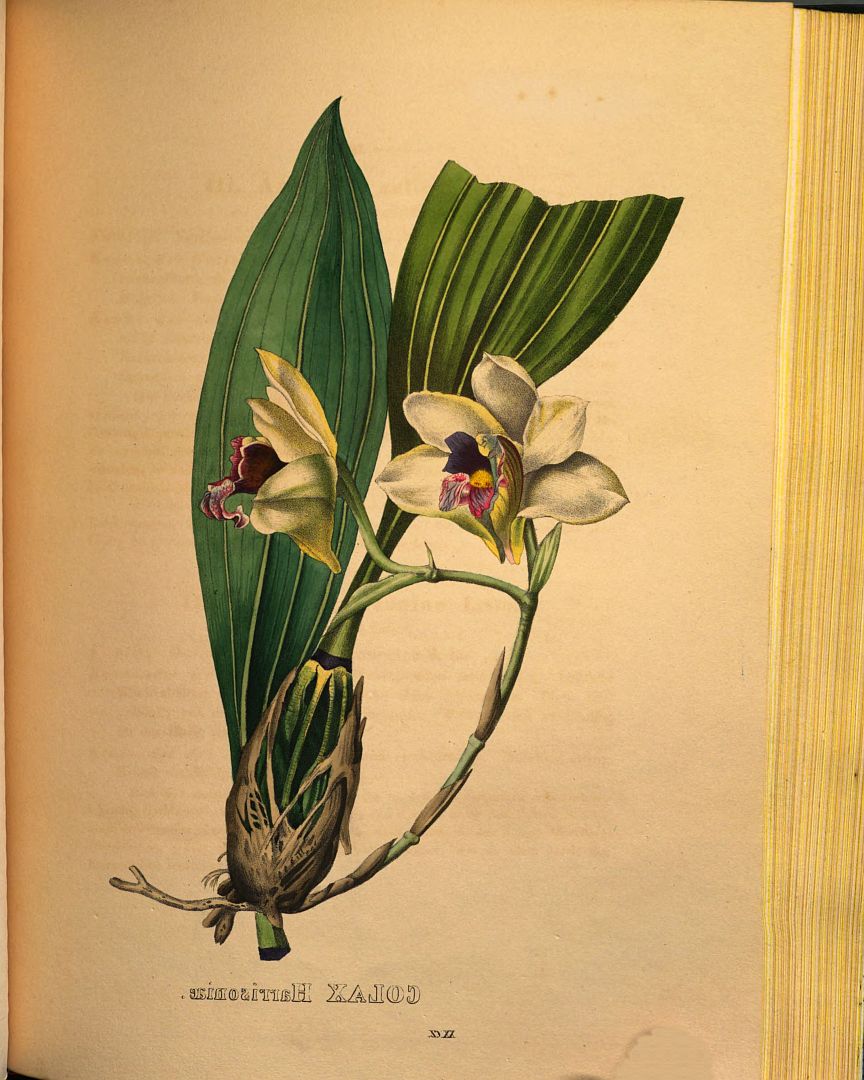 no HD illustration available (m1)