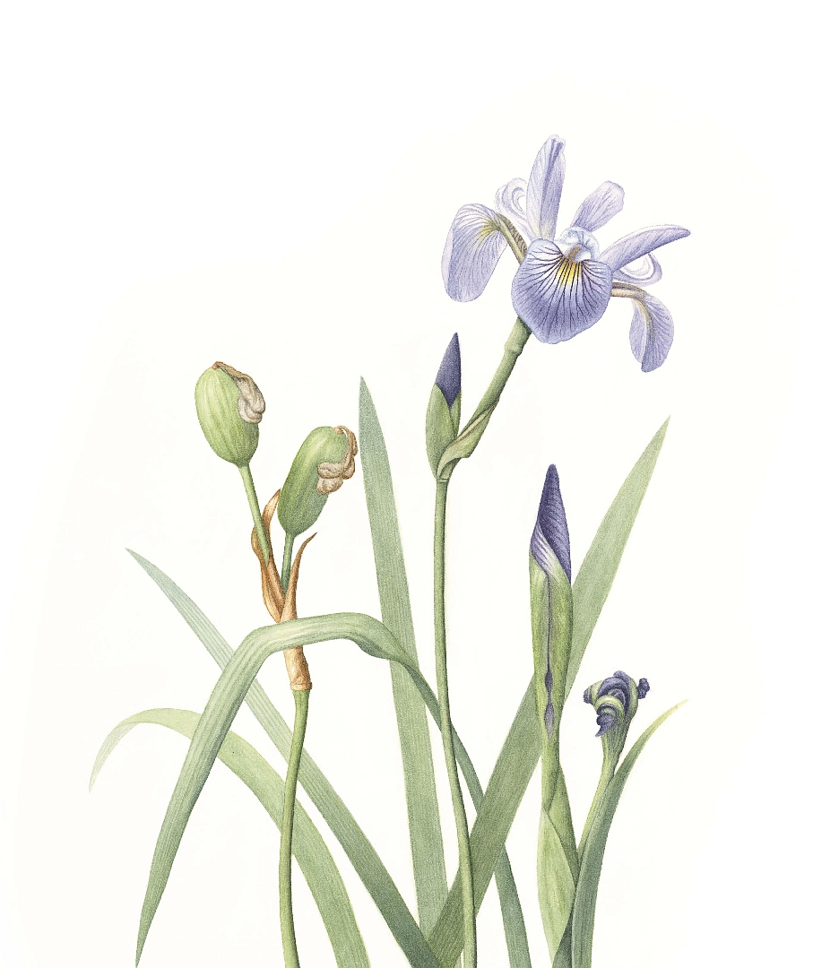 no HD illustration available (3)