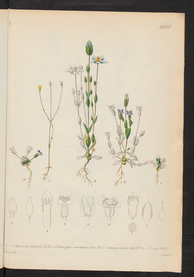 no HD illustration available (m1)