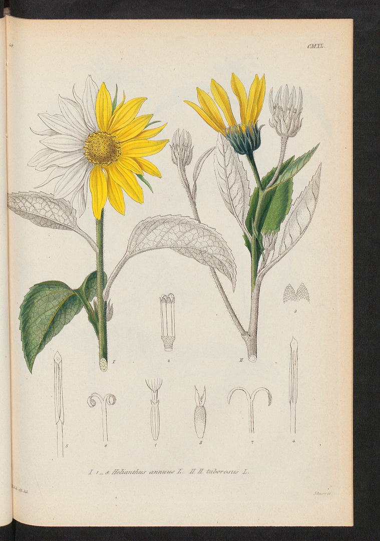 no HD illustration available (3)