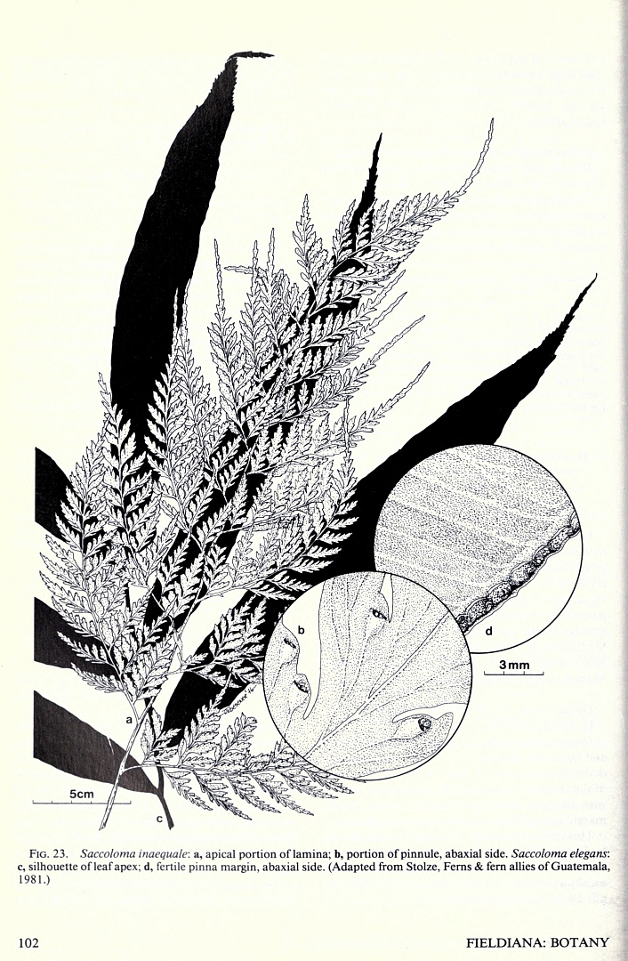no HD illustration available (3)