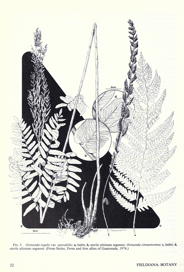 no HD illustration available (3)