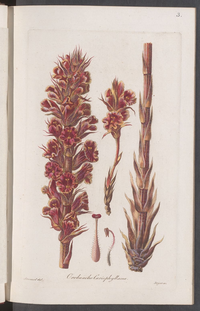 no HD illustration available (3)