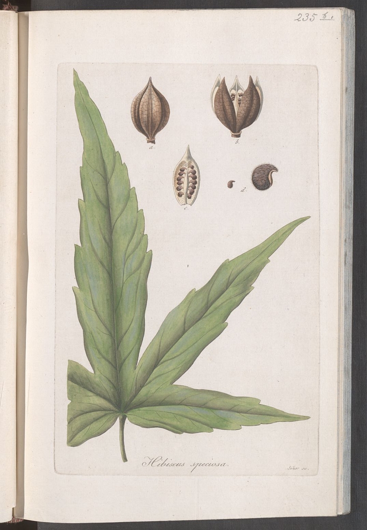 no HD illustration available (3)
