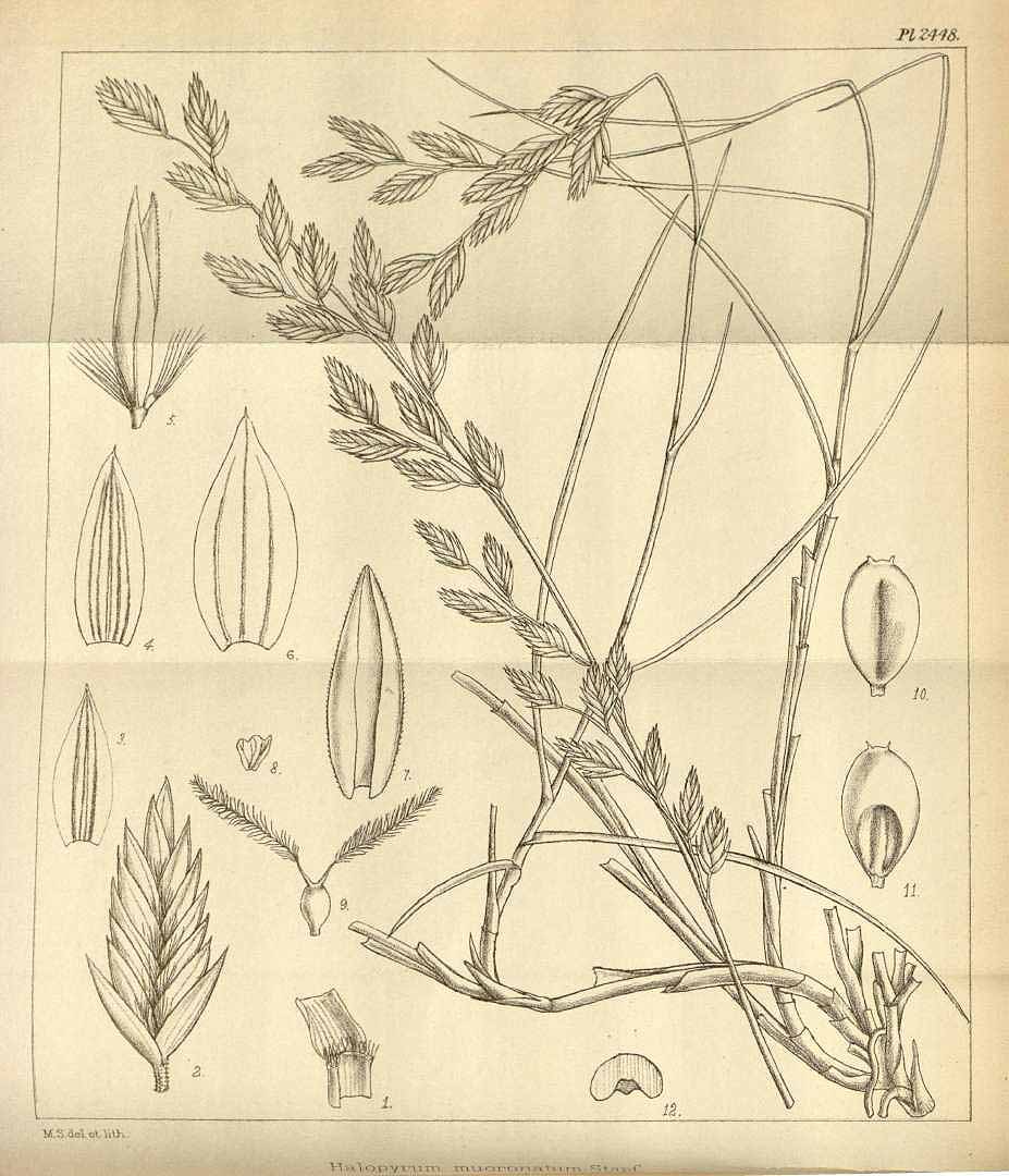 no HD illustration available (m1)