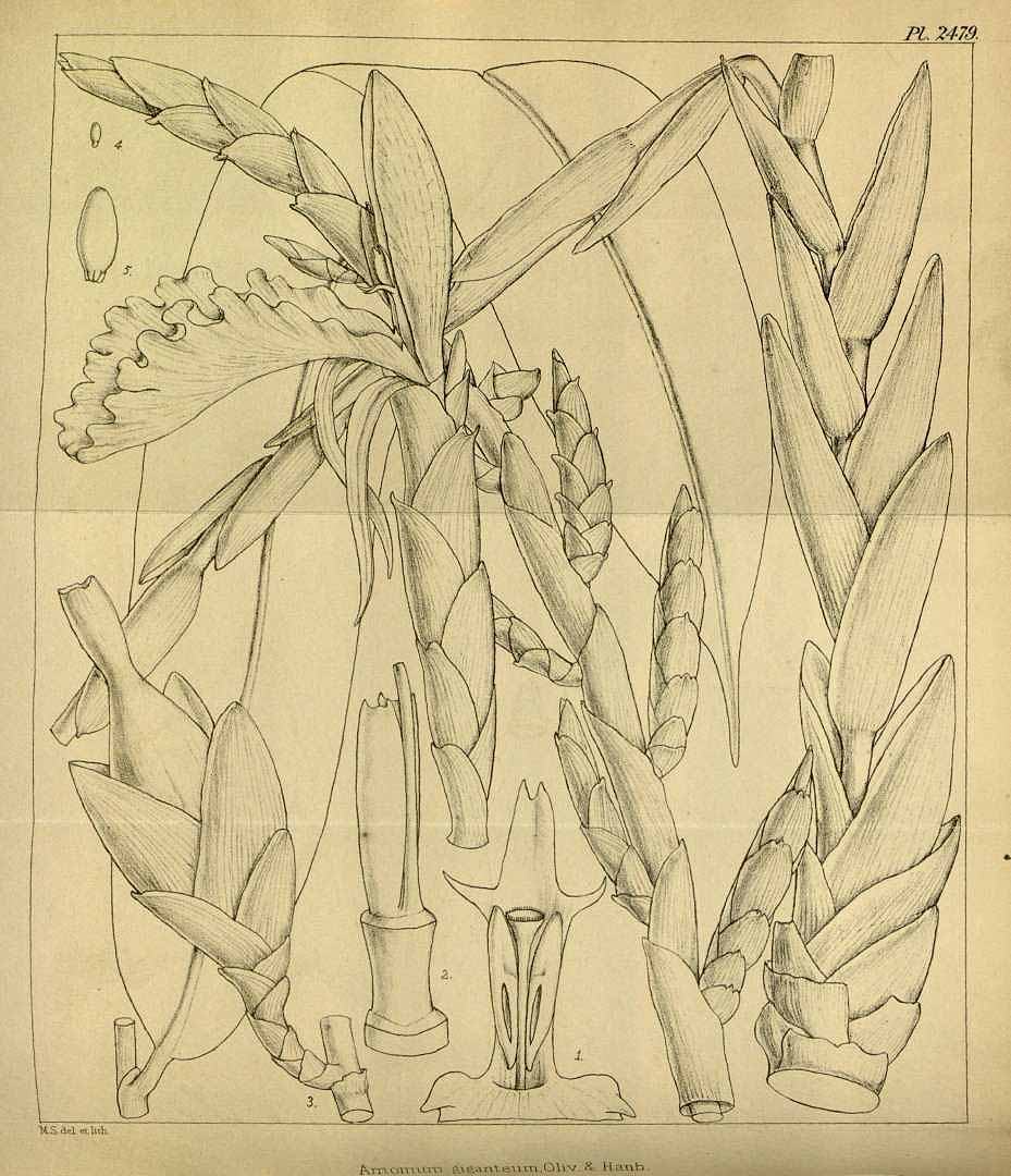 no HD illustration available (m1)