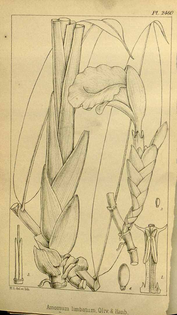 no HD illustration available (m1)