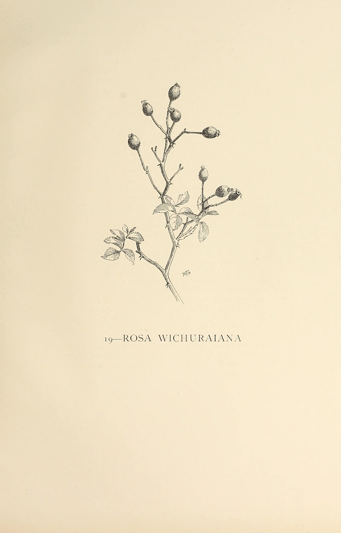no HD illustration available (3)