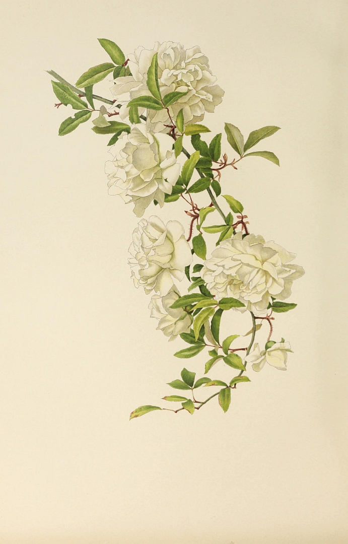no HD illustration available (3)