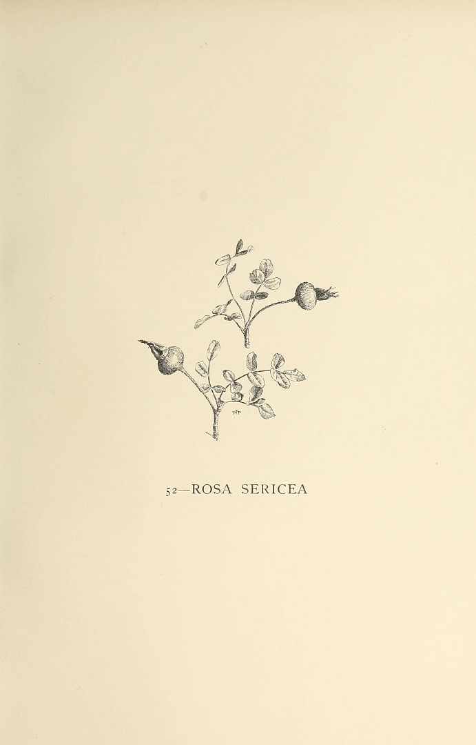no HD illustration available (3)