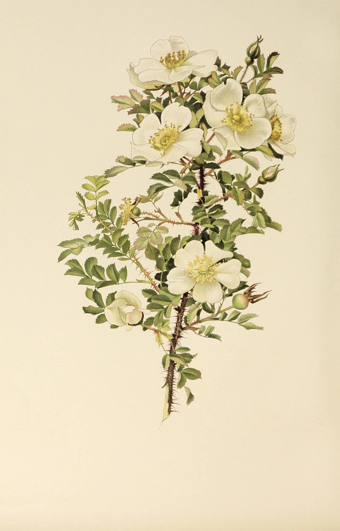 no HD illustration available (3)