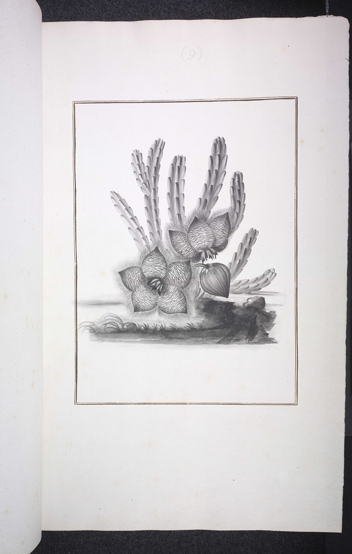 no HD illustration available (3)