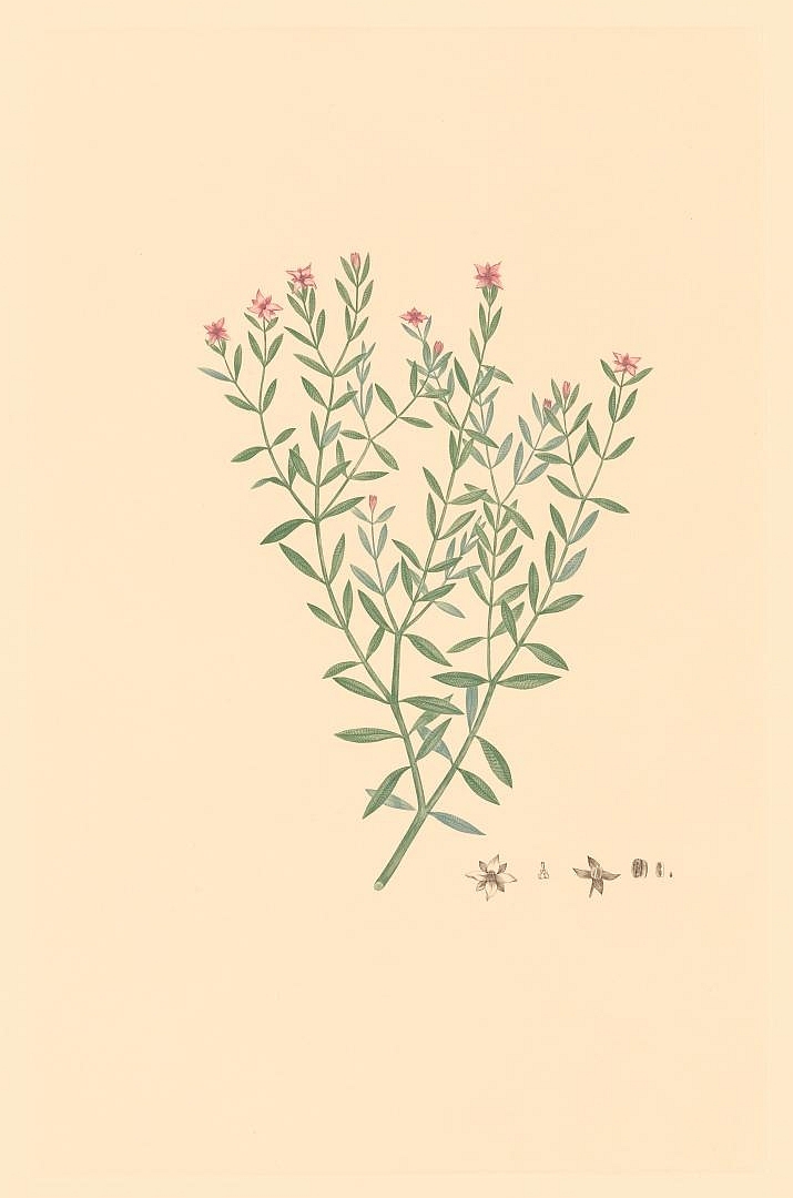 no HD illustration available (m1)
