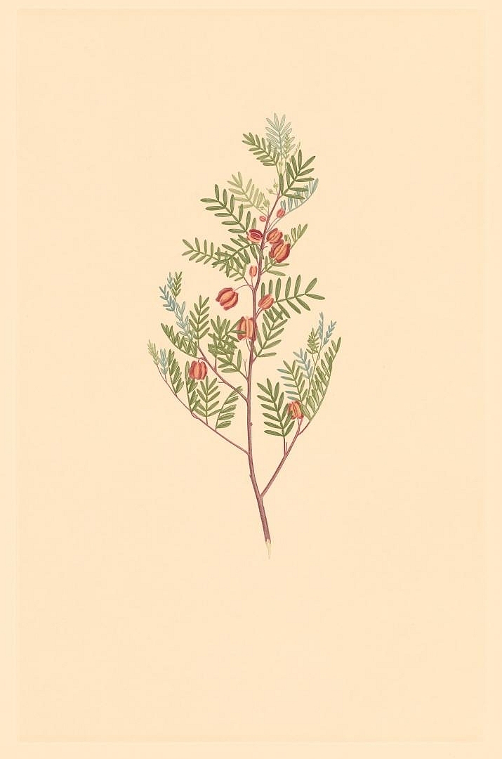 no HD illustration available (m1)