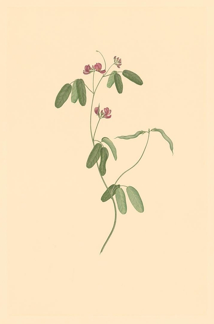 no HD illustration available (3)