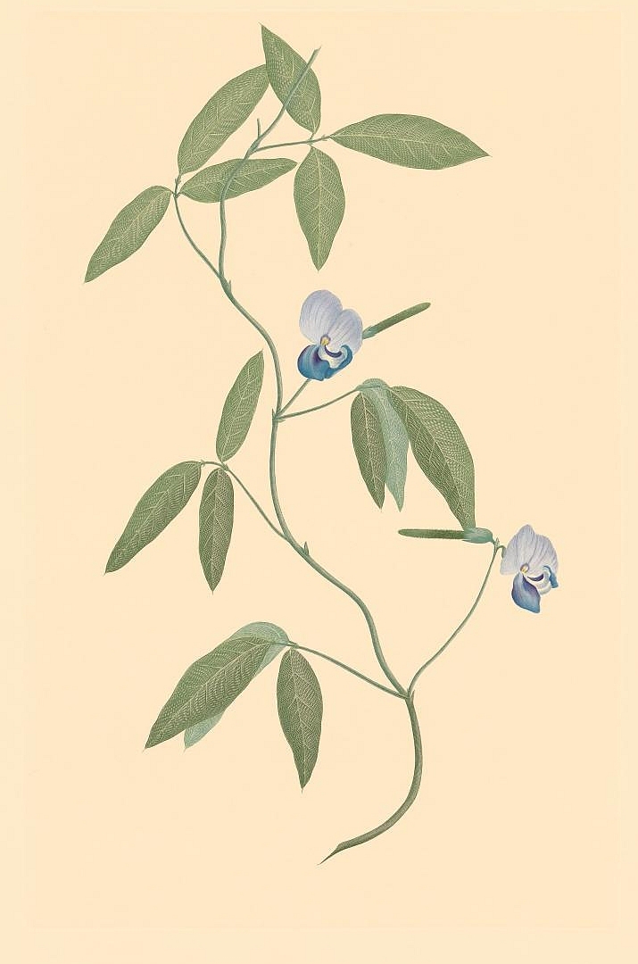 no HD illustration available (3)