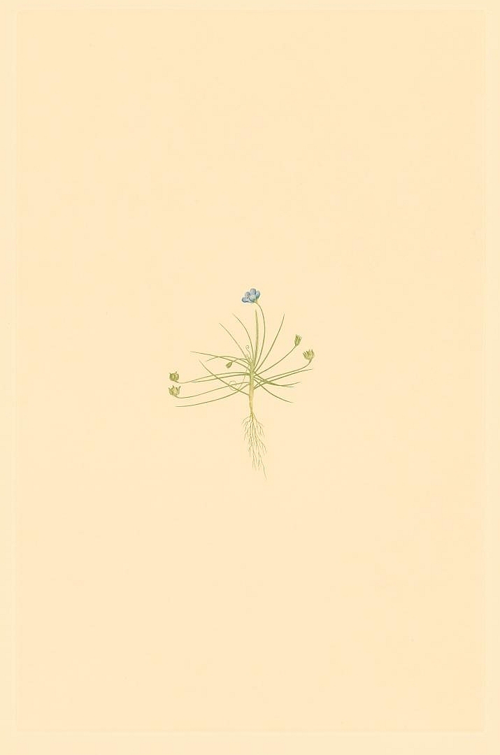 no HD illustration available (3)