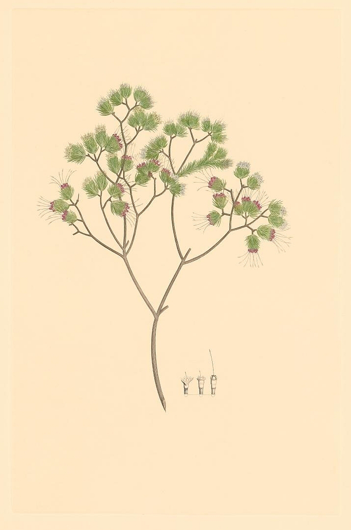 no HD illustration available (3)