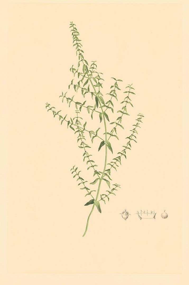 no HD illustration available (m1)