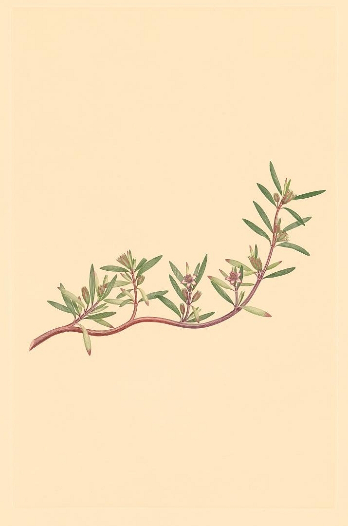 no HD illustration available (3)