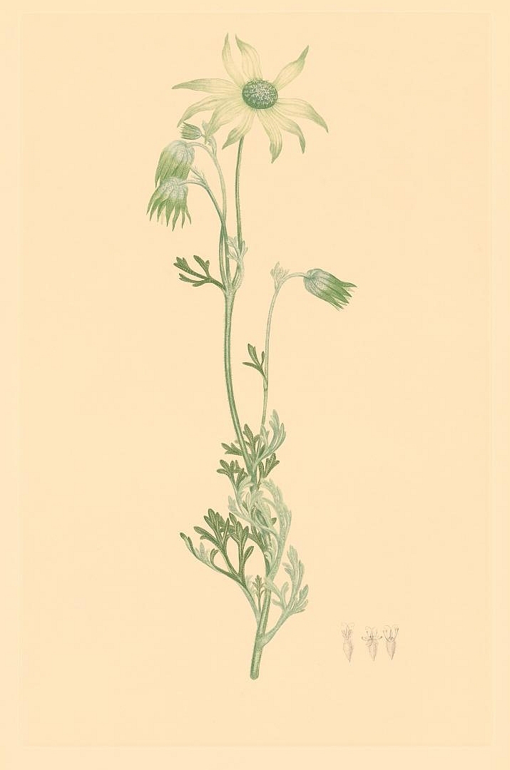no HD illustration available (3)