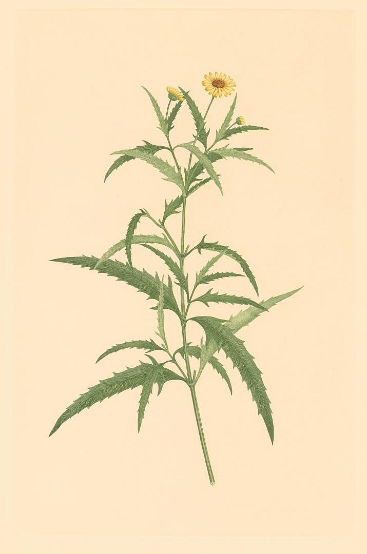 no HD illustration available (m1)