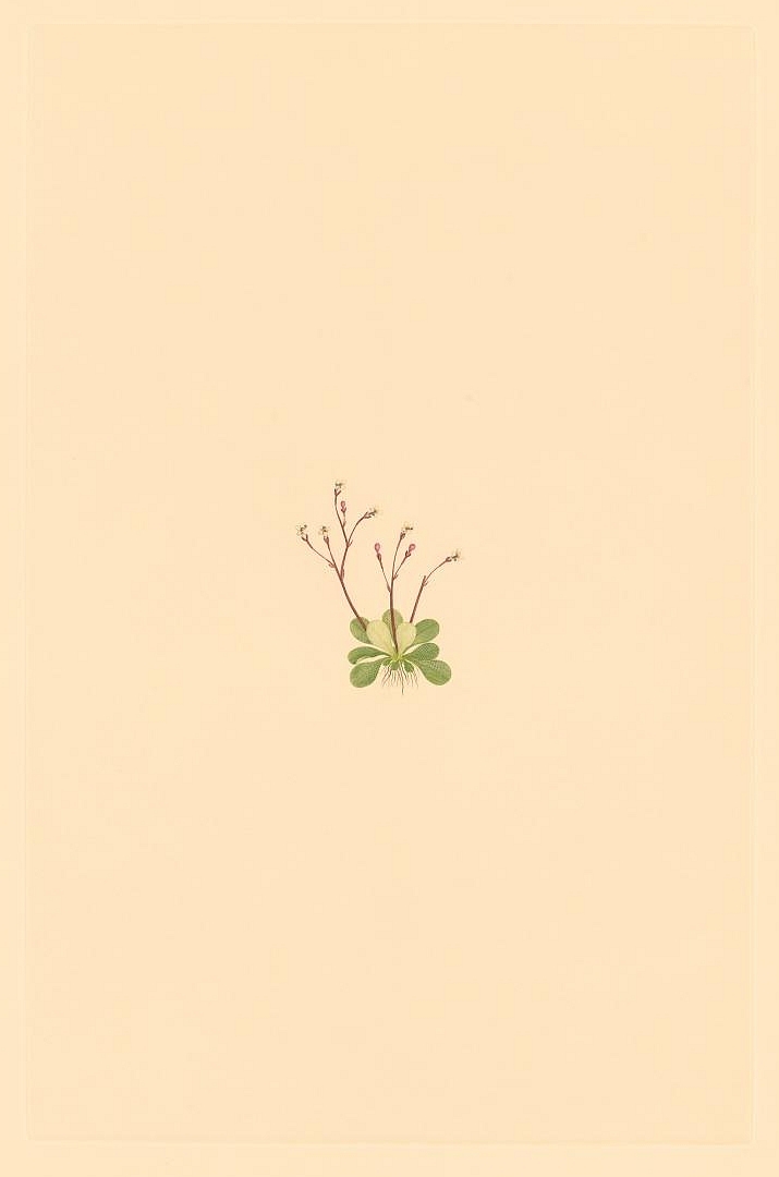 no HD illustration available (m1)