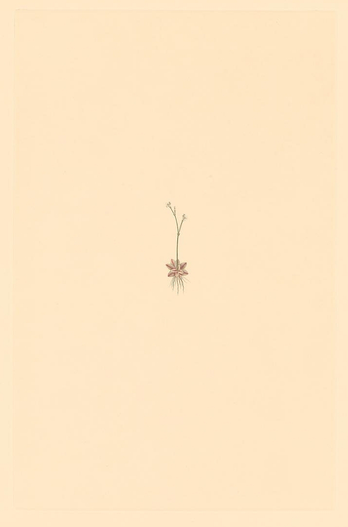 no HD illustration available (m1)