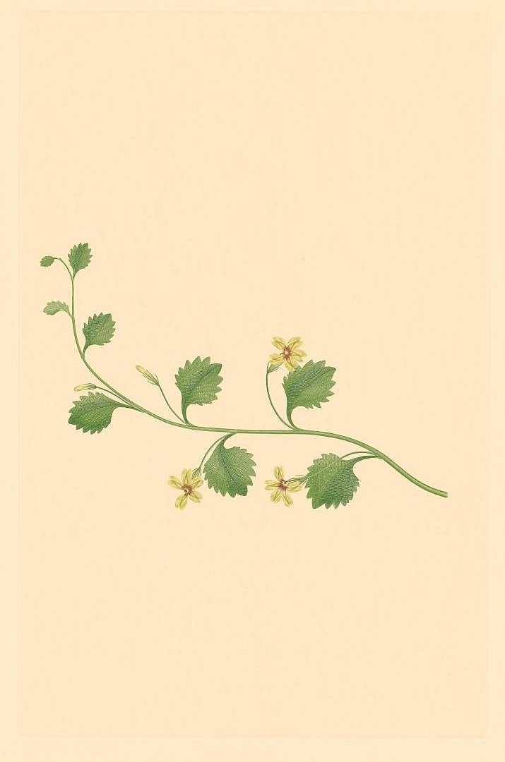 no HD illustration available (3)
