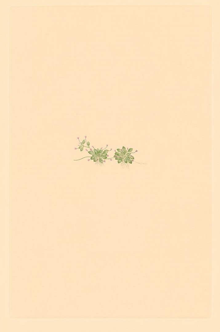 no HD illustration available (3)