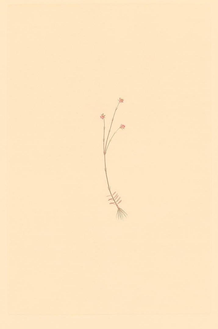 no HD illustration available (m1)