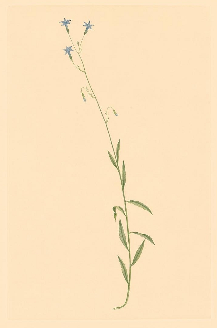 no HD illustration available (3)