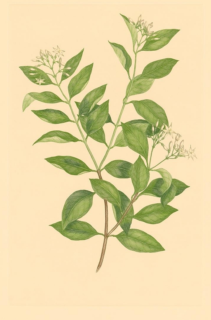 no HD illustration available (3)