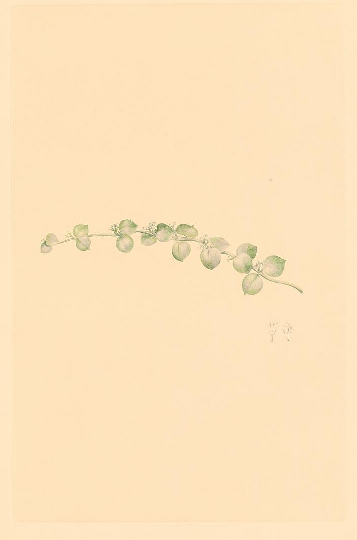no HD illustration available (3)