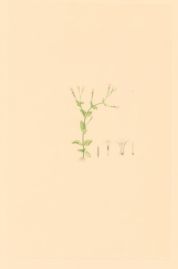 no HD illustration available (m1)