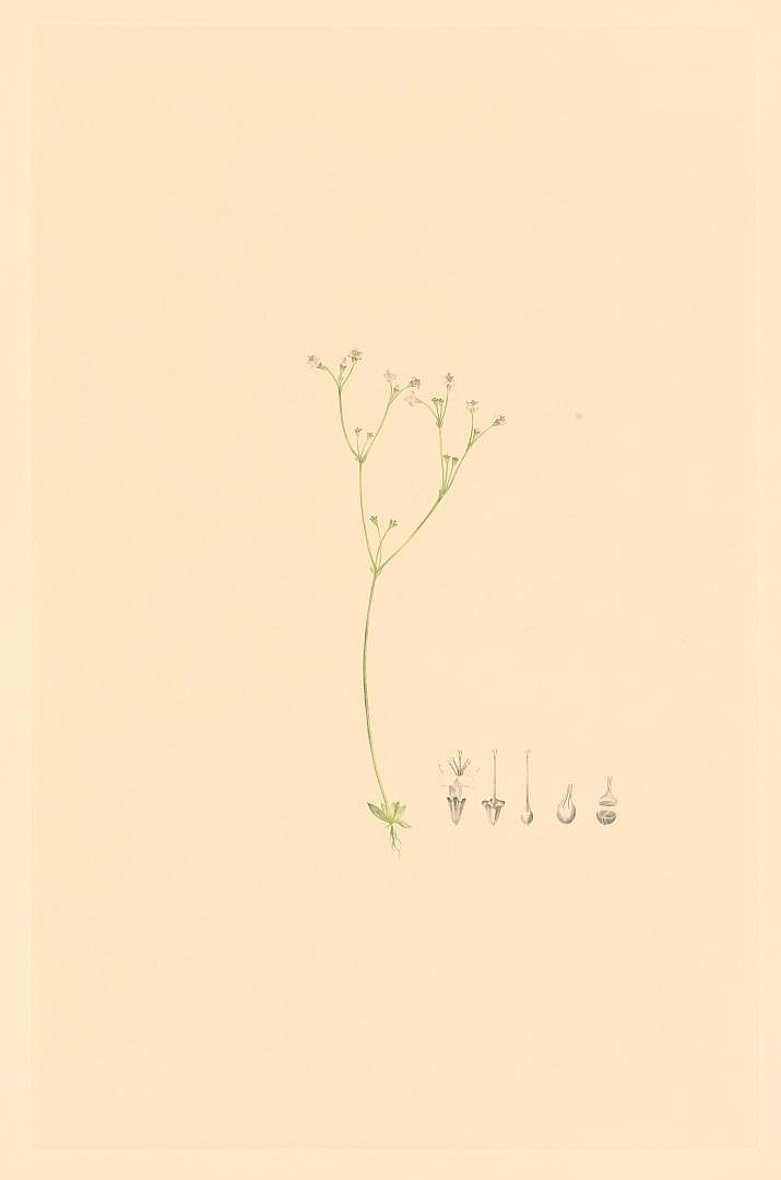 no HD illustration available (m1)