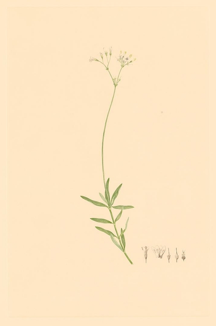 no HD illustration available (m1)