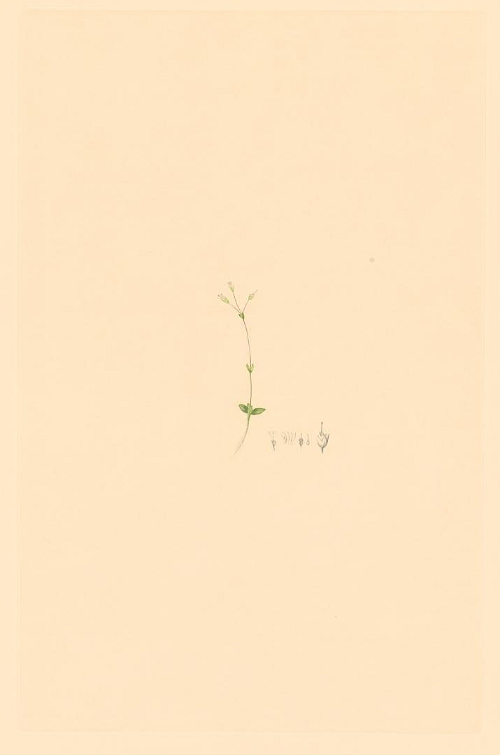 no HD illustration available (m1)