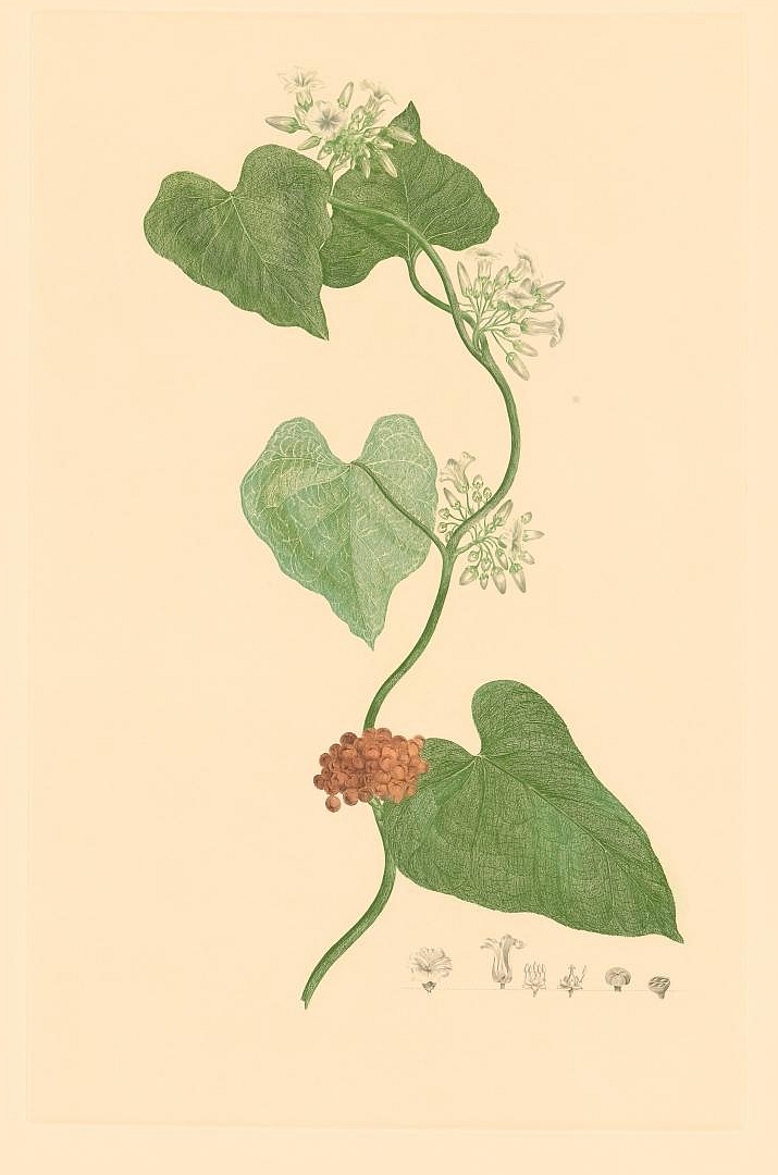 no HD illustration available (3)