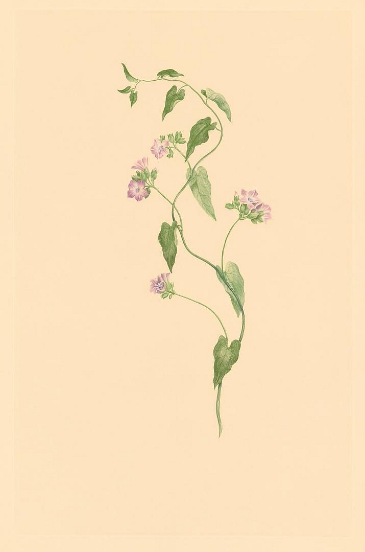 no HD illustration available (3)