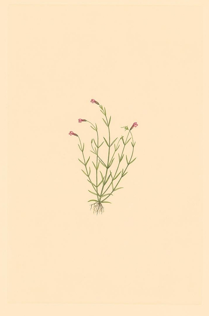 no HD illustration available (3)