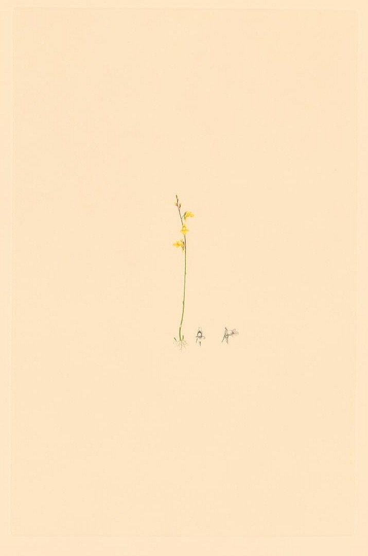 no HD illustration available (3)