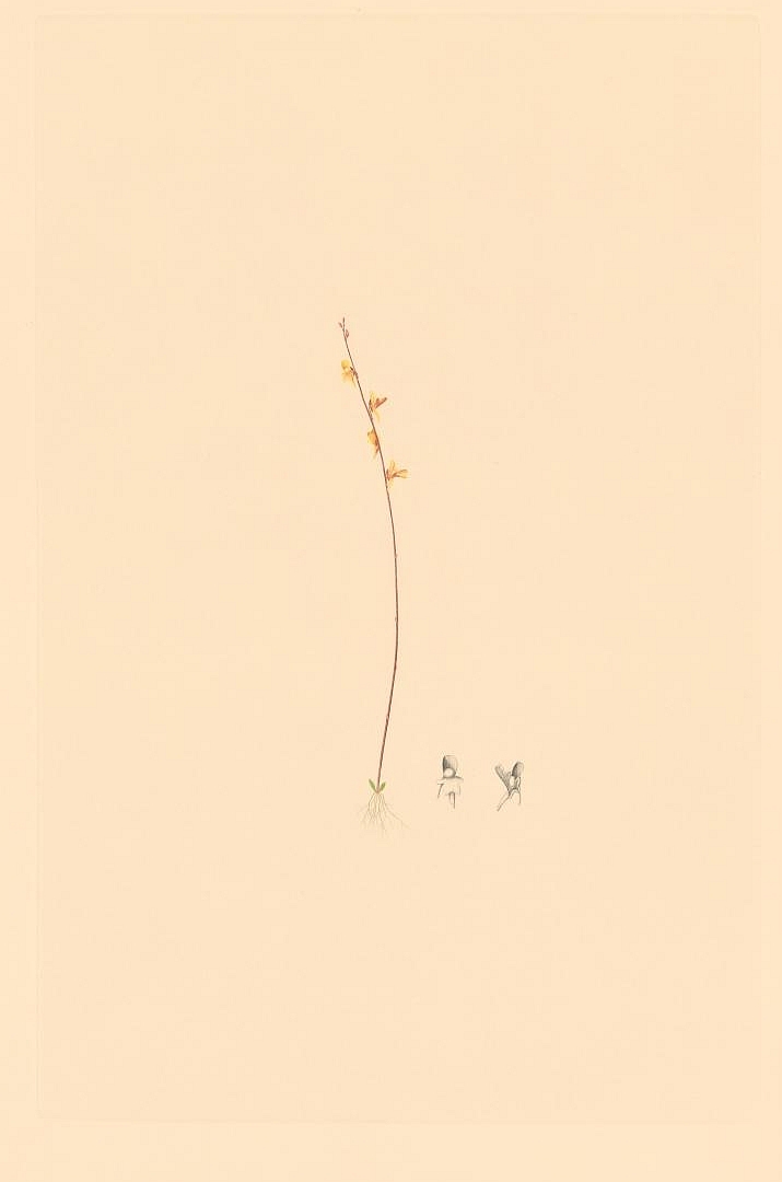 no HD illustration available (3)