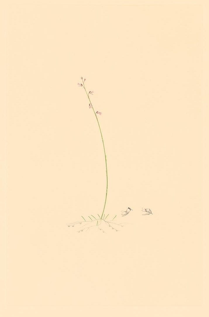 no HD illustration available (m1)