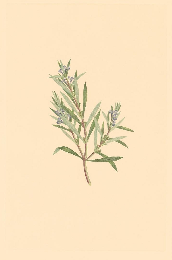 no HD illustration available (3)