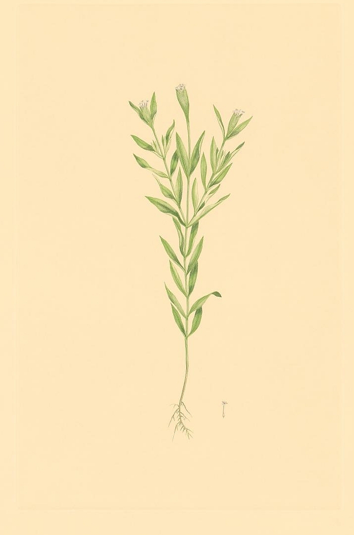 no HD illustration available (m1)