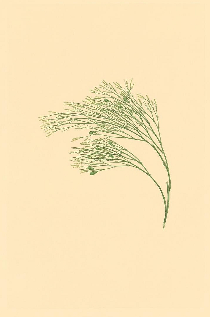 no HD illustration available (m1)