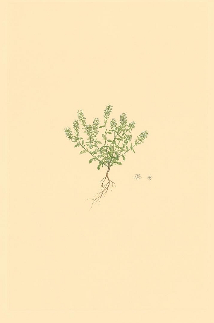 no HD illustration available (3)