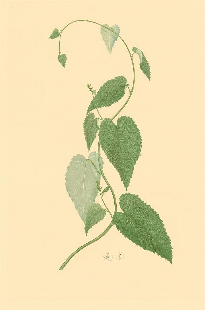 no HD illustration available (3)
